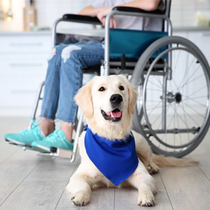 Ausbildung zum Assistenzhundetrainer