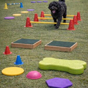 DDT-Modul: Bodenarbeit, Cavaletti & Parcours (September 2026)